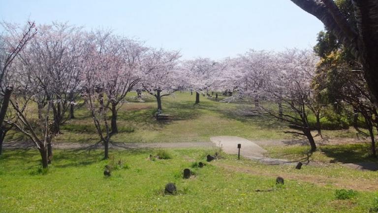 綺麗な桜を満喫できる青葉の森公園