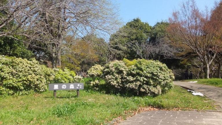 里の森 - 青葉の森公園