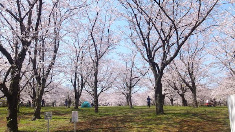 おはなみ広場 - 青葉の森公園